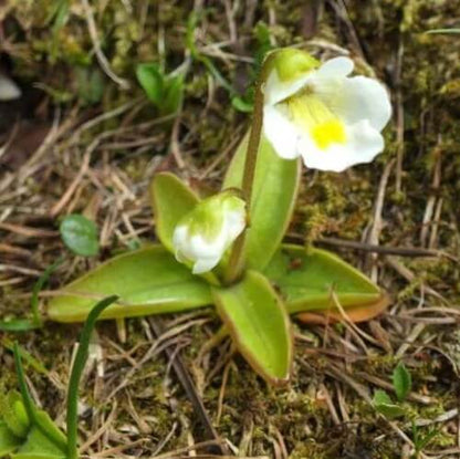 Giant Butterwort Seeds