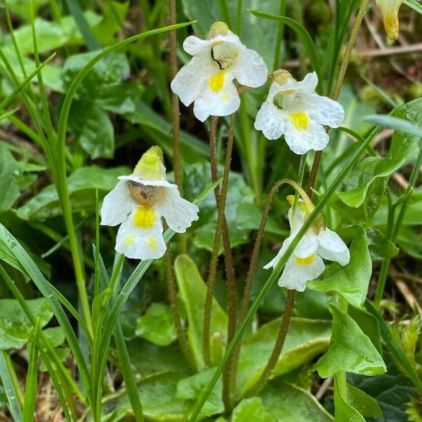 Giant Butterwort Seeds