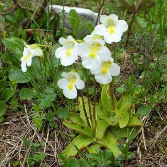 Giant Butterwort Seeds