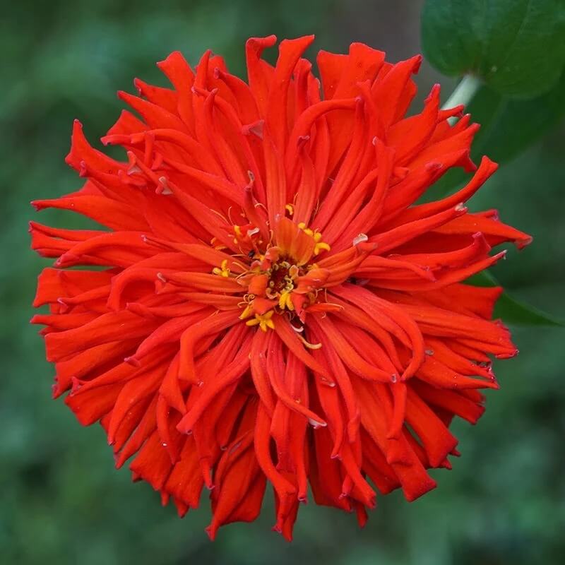 Giant Cactus Zinnia Seeds - Heirloom Flower Plant for Home Gardens 