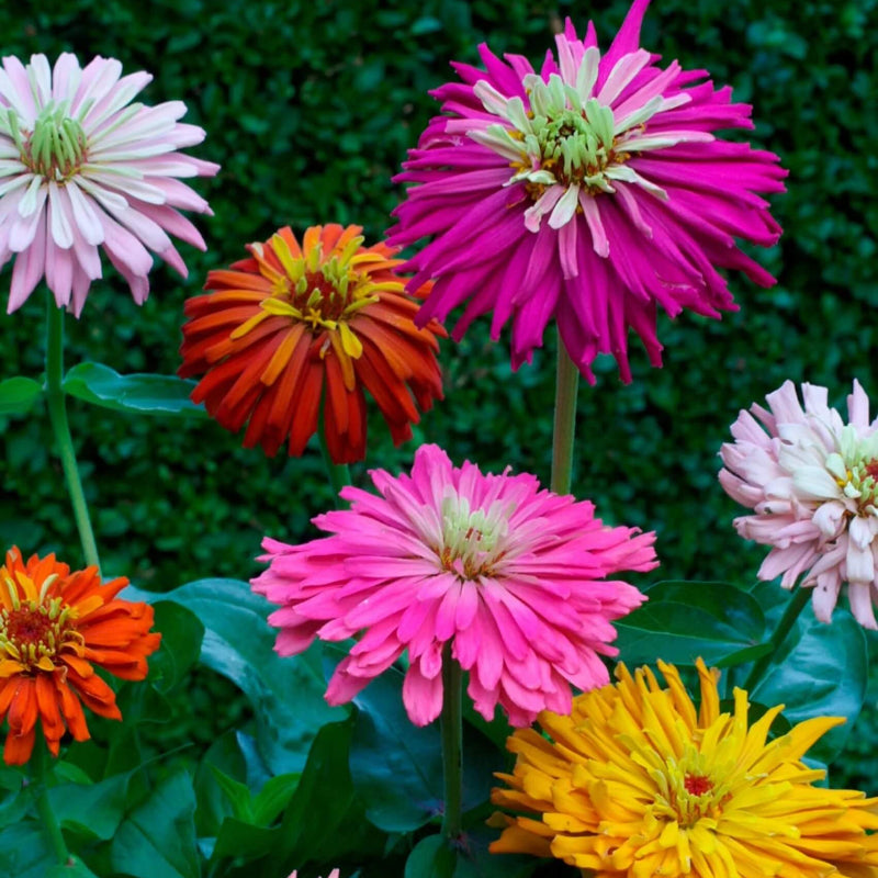 Giant Cactus Zinnia Seeds - Heirloom Flower Plant for Home Gardens 