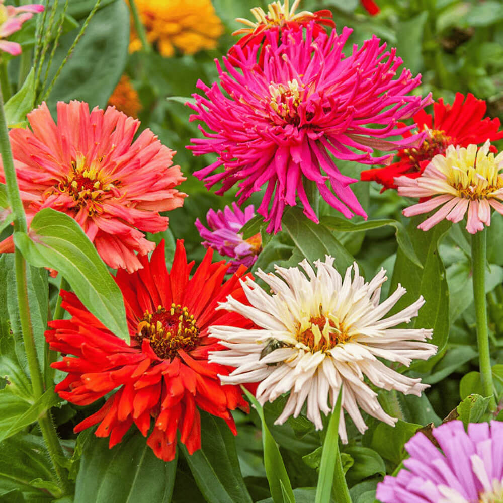 Giant Cactus Zinnia Seeds - Heirloom Flower Plant for Home Gardens 