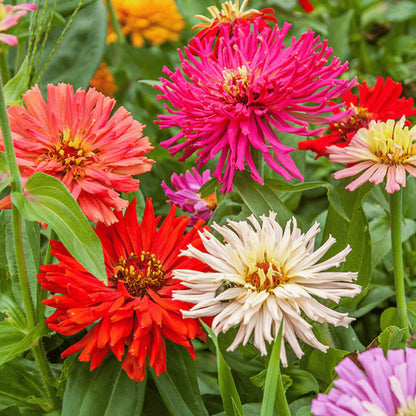 Giant Cactus Zinnia Seeds - Heirloom Flower Plant for Home Gardens 