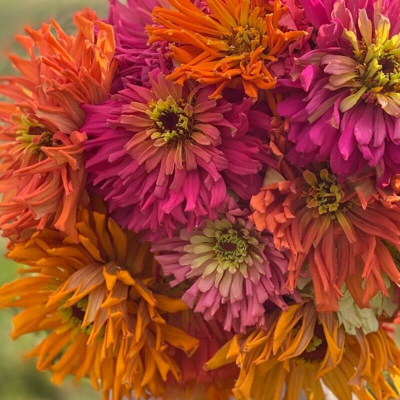 Giant Cactus Zinnia Seeds - Heirloom Flower Plant for Home Gardens 