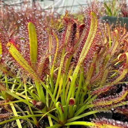 Giant Cape Sundew Drosera Capensis Seeds 