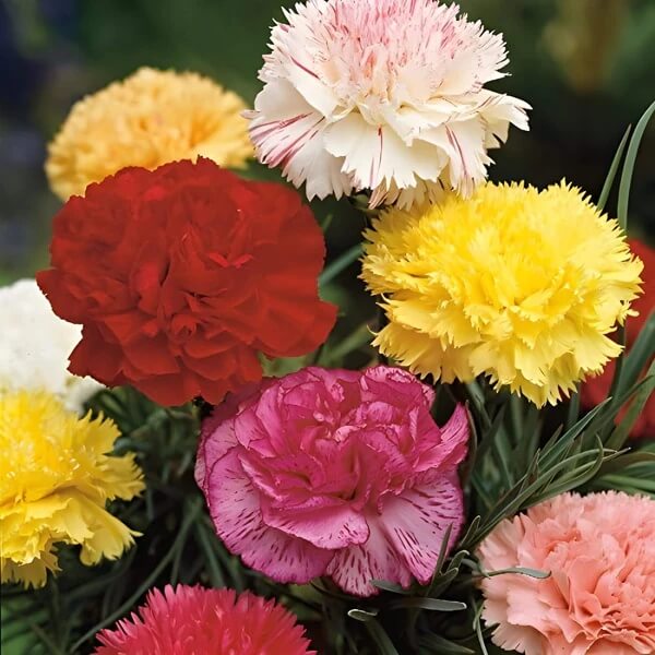 Giant Chabaud Mixed Seeds