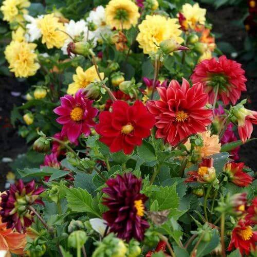 Giant Chabaud Mixed Seeds