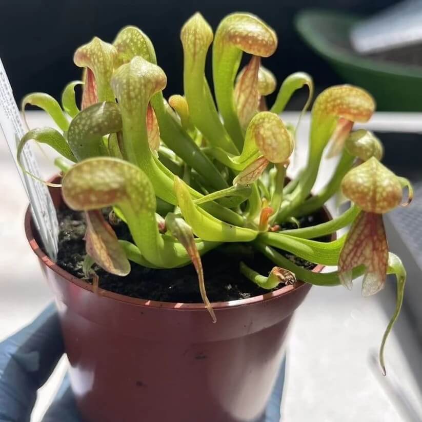 Giant Cobra Lily Seeds