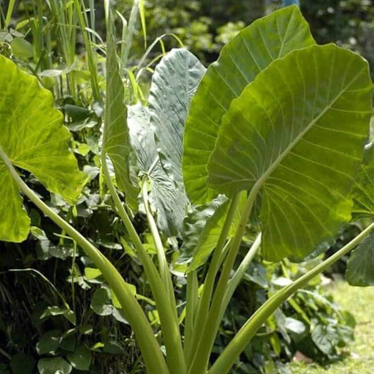 Giant Elephant Ear Seeds