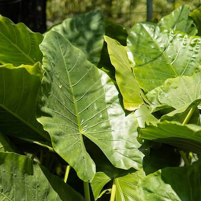 Giant Elephant Ear Seeds