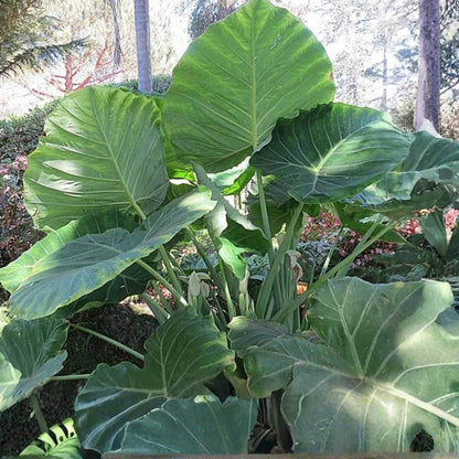 Giant Elephant Ear Seeds