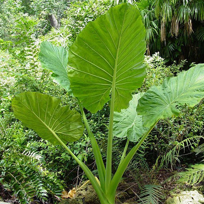 Giant Elephant Ear Seeds