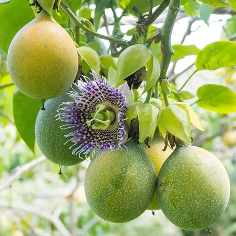 Giant Granadilla Seeds 