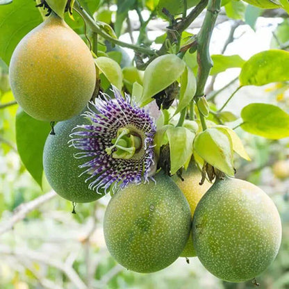 Giant Granadilla Seeds 