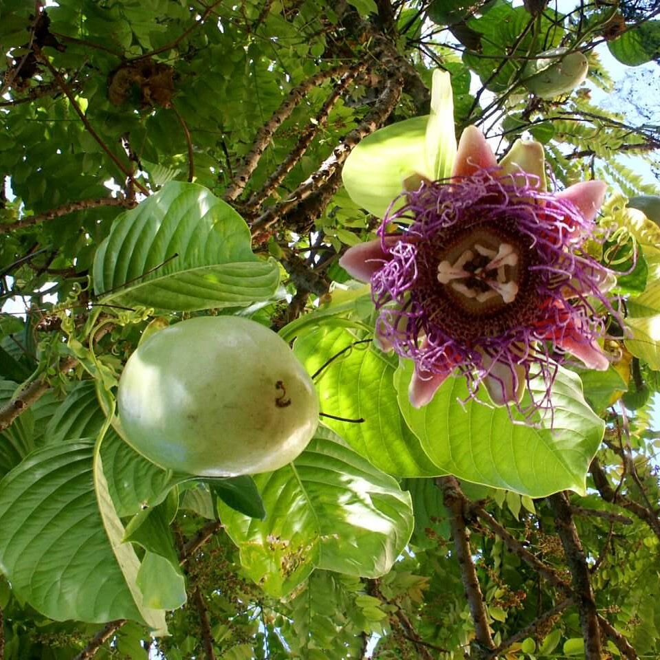 Giant Granadilla Seeds 