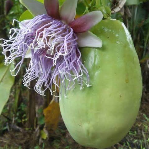 Giant Granadilla Seeds 