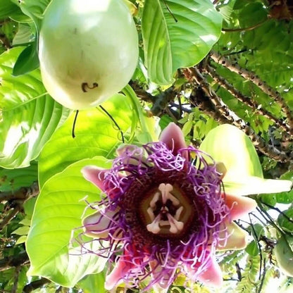 Giant Granadilla Seeds 