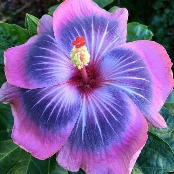 Giant Hibiscus Seeds 