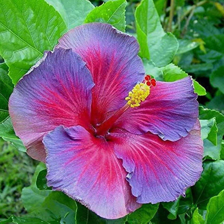 Giant Hibiscus Seeds 