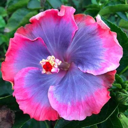 Giant Hibiscus Seeds 