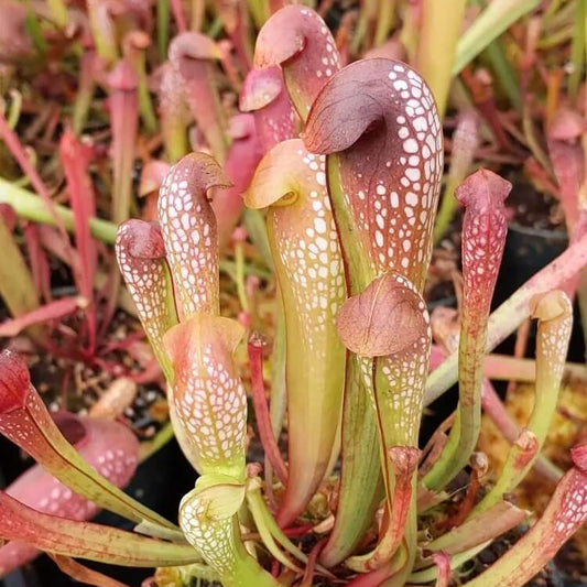 Giant Hooded Pitcher Seeds
