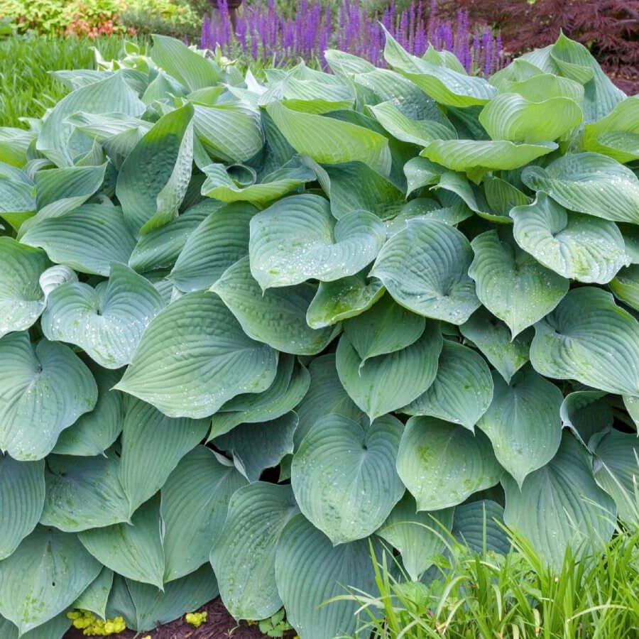 Giant Hosta Seeds