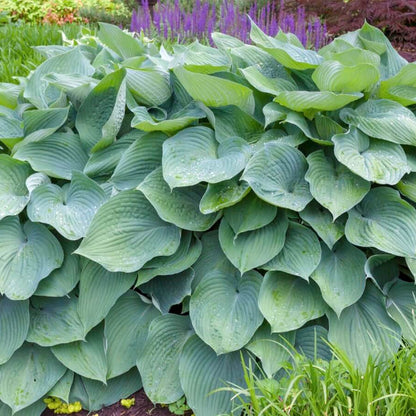 Giant Hosta Seeds