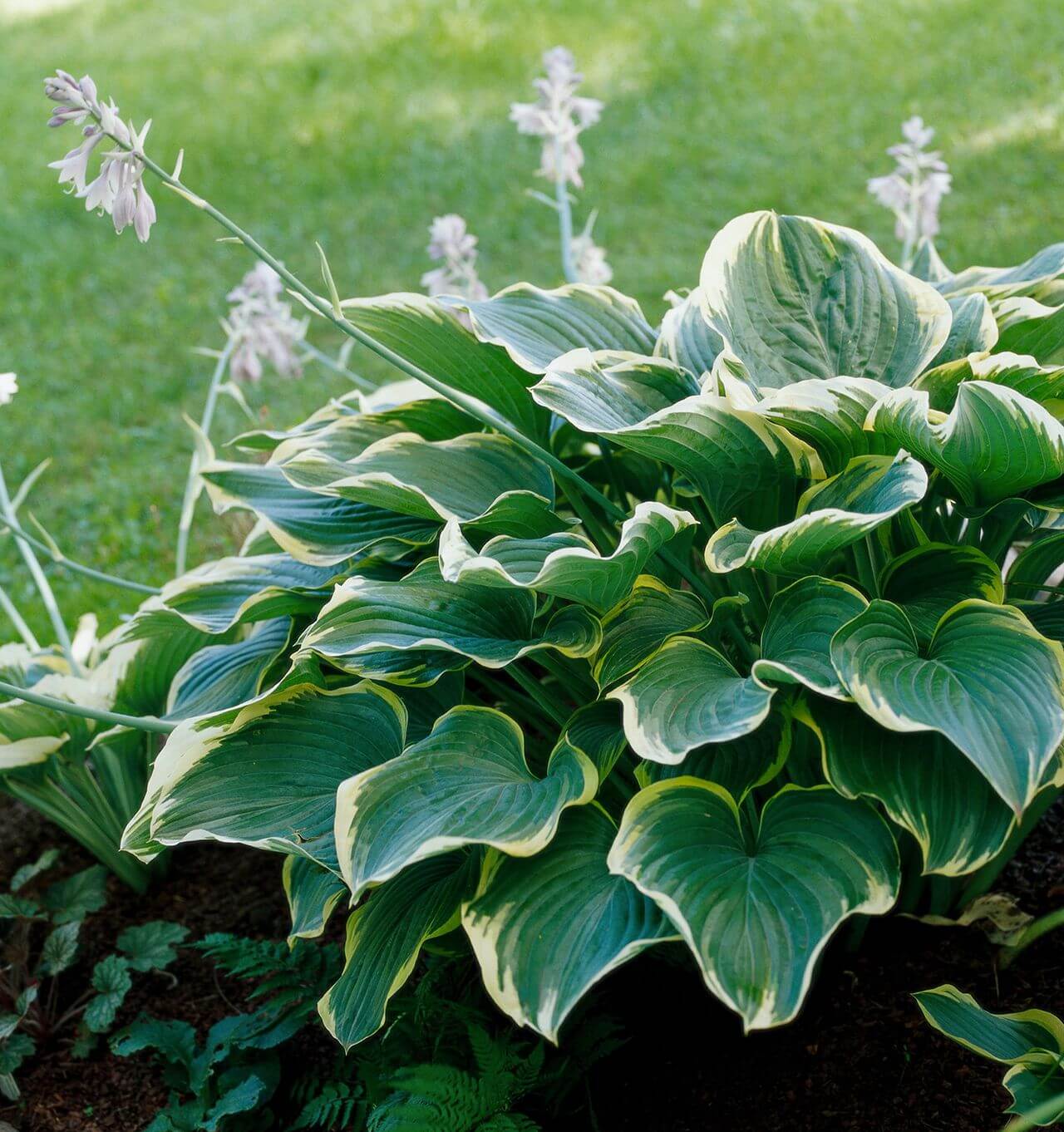 Giant Hosta Seeds