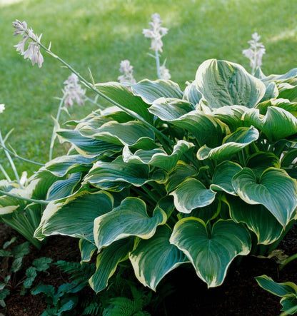 Giant Hosta Seeds