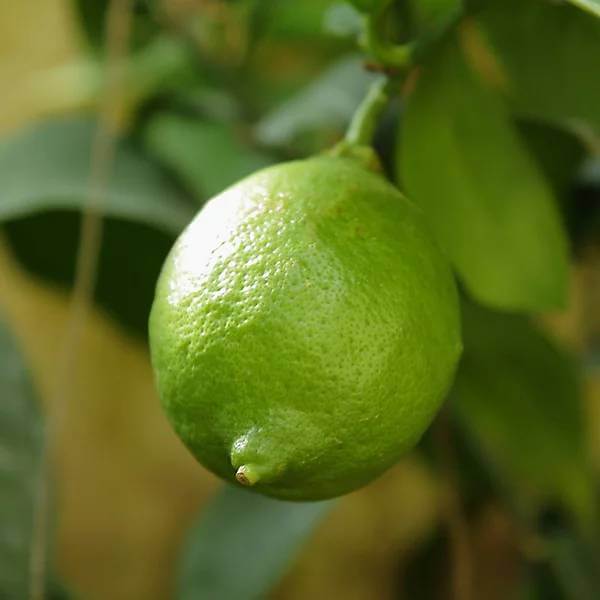 Giant Key Lime Seeds 