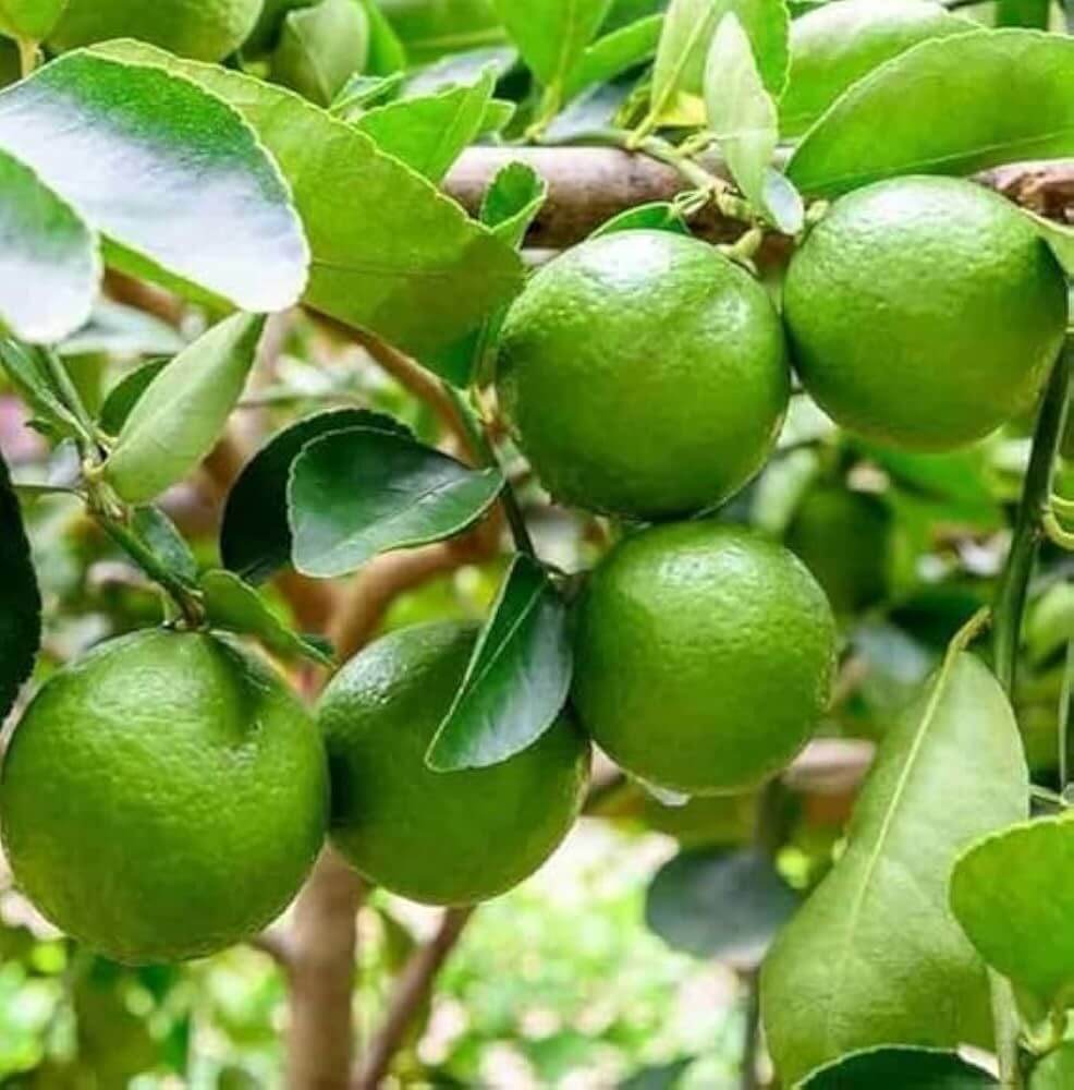 Giant Key Lime Seeds 