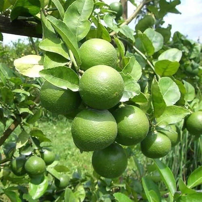 Giant Key Lime Seeds 