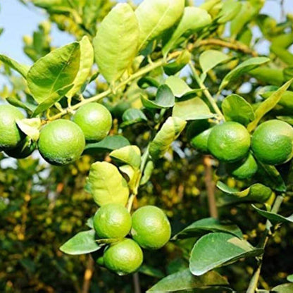 Giant Key Lime Seeds 