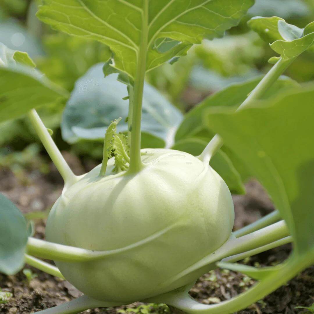 Giant Kohlrabi Seeds