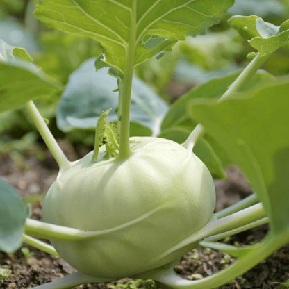 Giant Kohlrabi Seeds