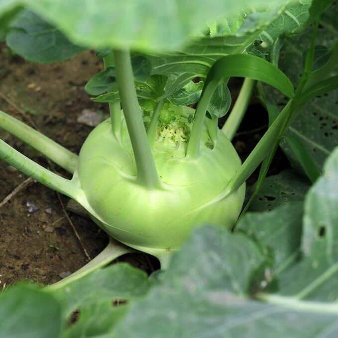 Giant Kohlrabi Seeds