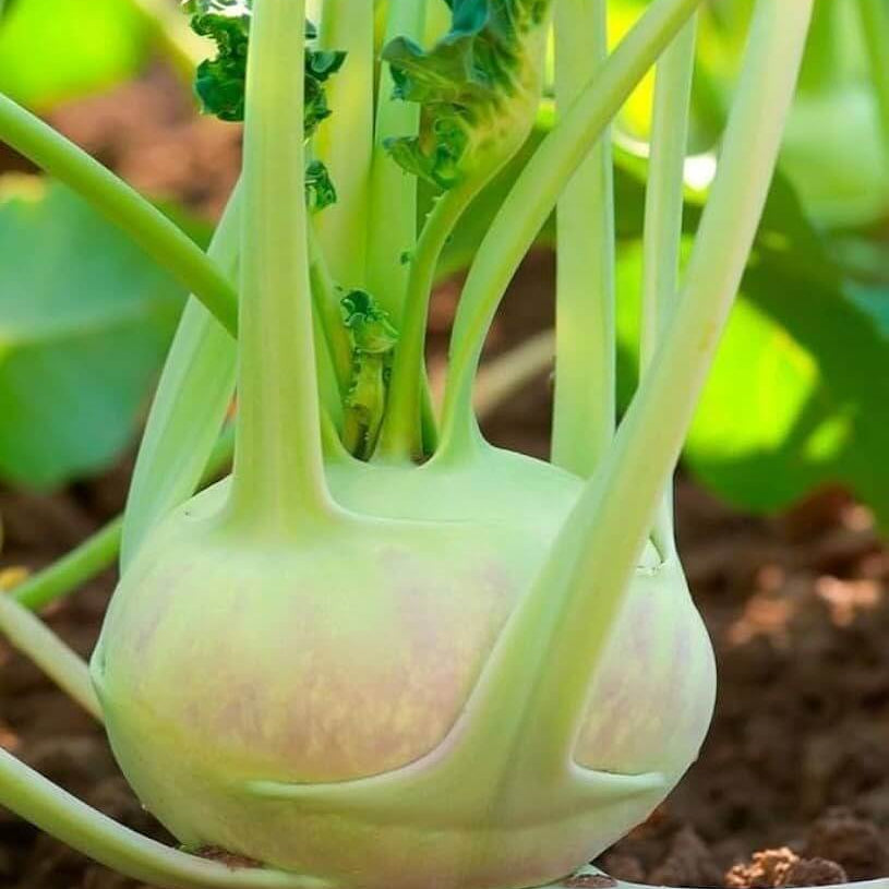 Giant Kohlrabi Seeds