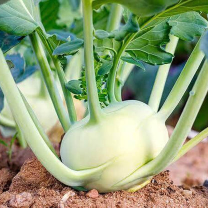 Giant Kohlrabi Seeds