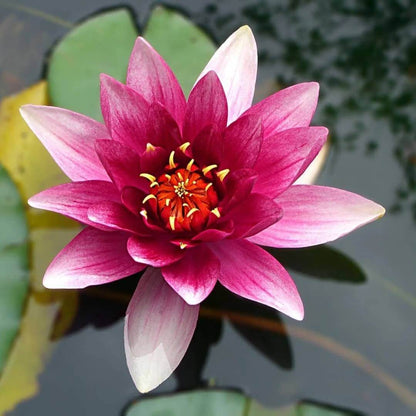 Giant Lotus Seeds 