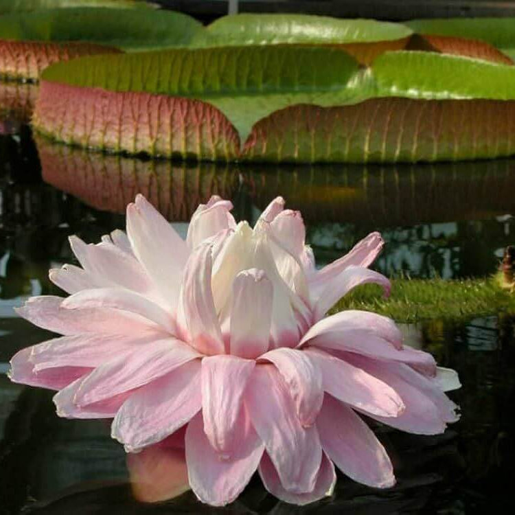 Giant Lotus Seeds 
