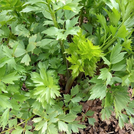 Giant Lovage Seeds