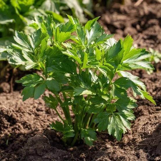 Giant Lovage Seeds