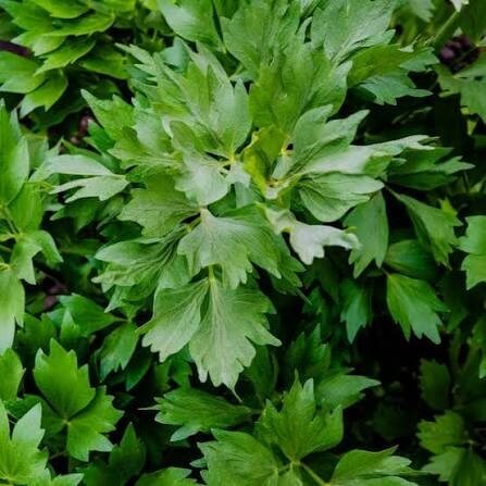 Giant Lovage Seeds