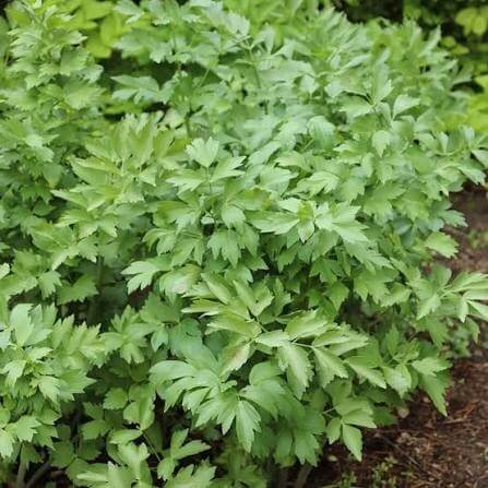 Giant Lovage Seeds