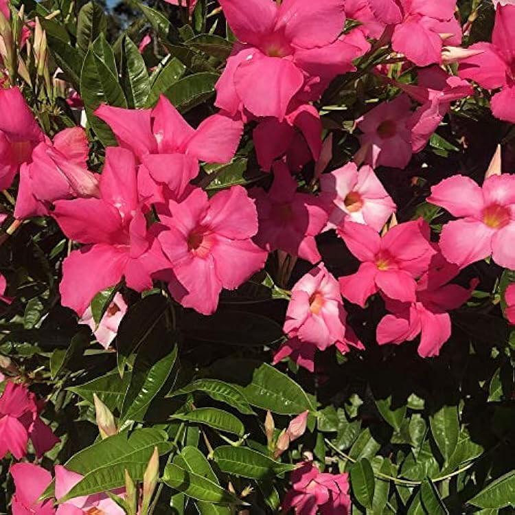 Giant Mandevilla Seeds