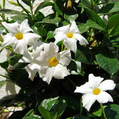 Giant Mandevilla Seeds