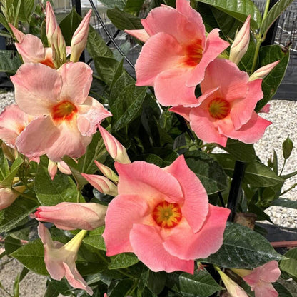 Giant Mandevilla Seeds