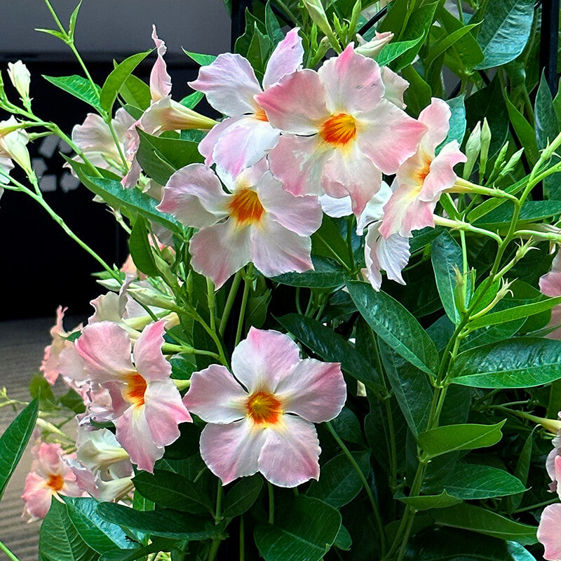 Giant Mandevilla Seeds
