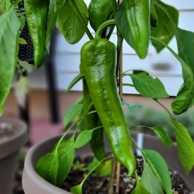 Giant Marconi Pepper Seeds - Vegetable Plant