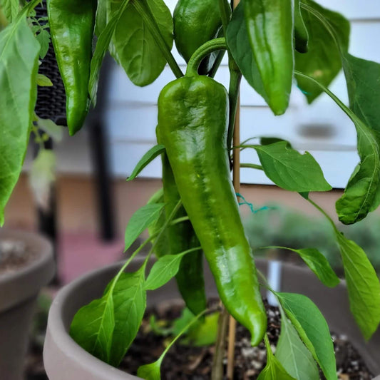 Giant Marconi Pepper Seeds - Vegetable Plant